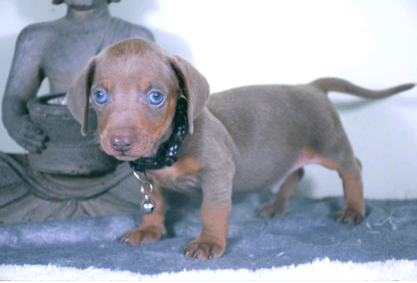 Milo - Image 6