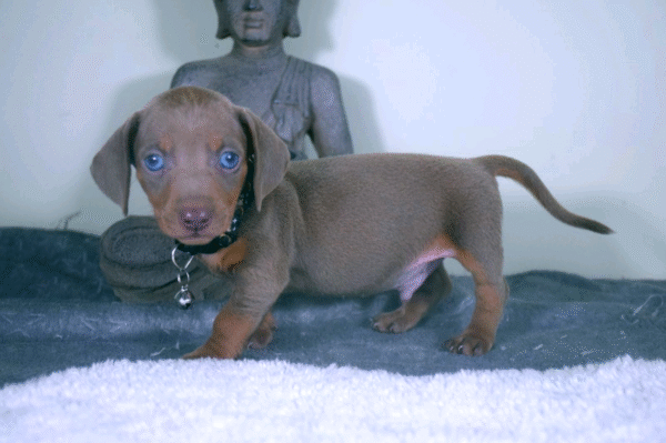 Milo - Image 5