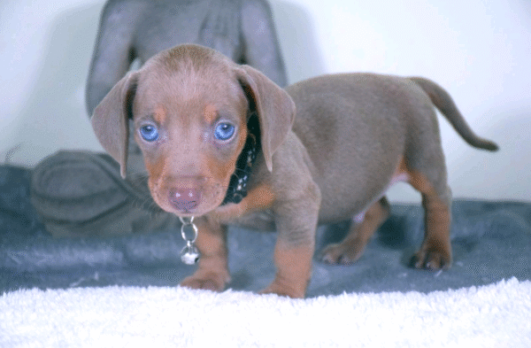 Milo - Image 4