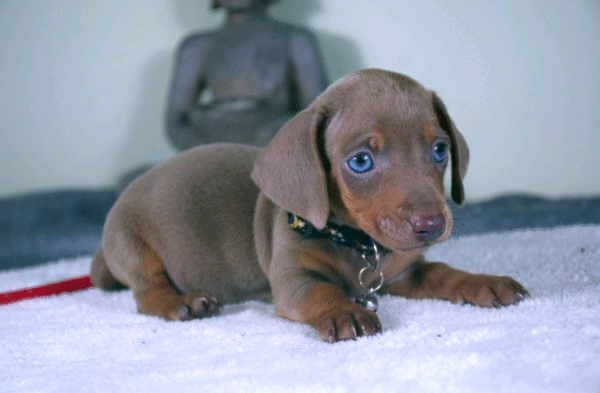 Milo - Image 3