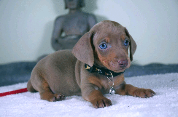 Milo
