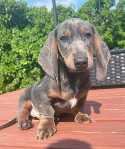 Benji