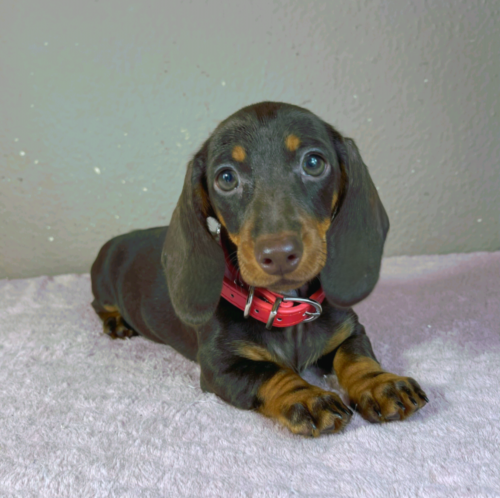 Molly