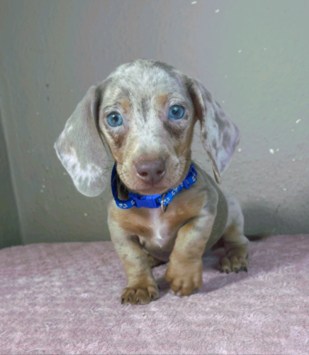 Victor