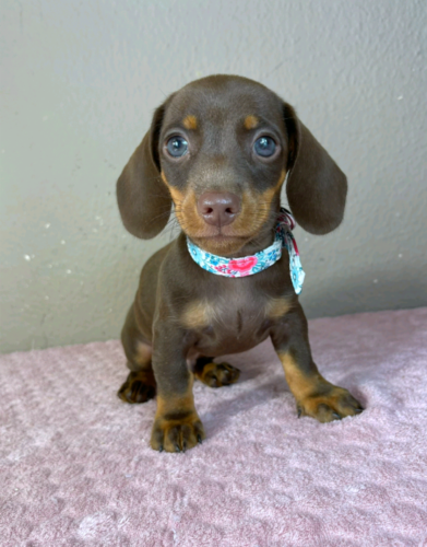 Carlos